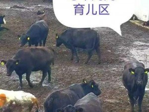 怎么日牛 B 牛不跑？专业的牛 B 牛养殖技巧与方法或怎么日牛 B 牛不跑？牛 B 牛养殖秘籍大揭秘